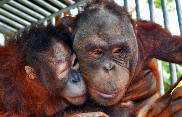 Borneo Orangutan Survival Foundation 001