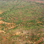 L'UOMO CHE FA RINASCERE LE FORESTE IN AFRICA